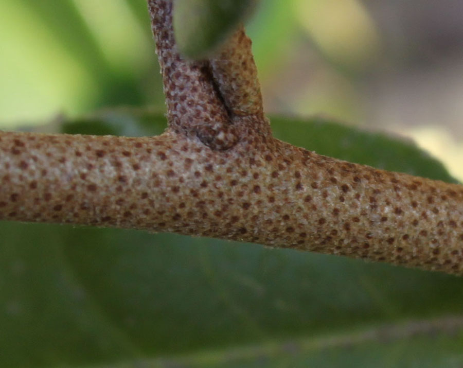 Elaeagnus pungens / Olivagno pungente